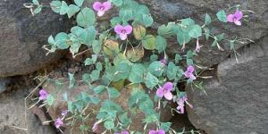 Evolvulus Alsinoides