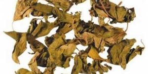 Gymnema Sylvestre Dry Leaves