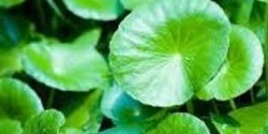Centella Asiatica Gotukola