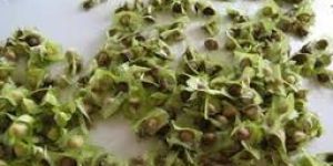 Moringa Plantation Seed