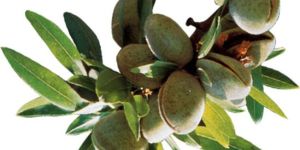 Almonds