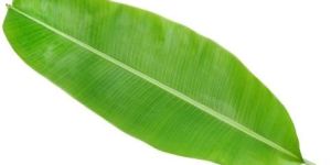 Banana Leaf