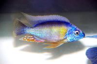 Ornamental Fish