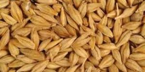 Barley Seeds