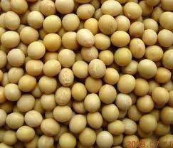 Soybean Seeds