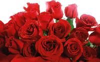 Dutch Roses