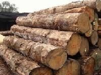 Pine Logs