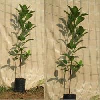 Forestry Plants