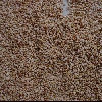 Medicinal Plants Seed