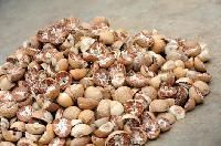 Betelnut