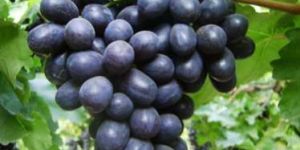 Fresh Black Grapes
