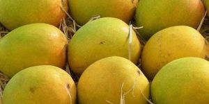 Alphonso Mango