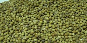 Coriander Seeds