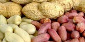 Groundnut Peanut