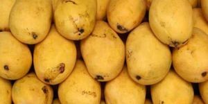 Mangoes