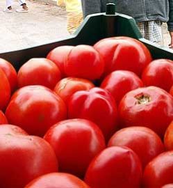 Fresh Tomatoes