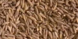 Cumin Seeds