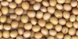 Soybean Seeds