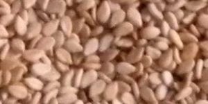 White Sesame Seeds