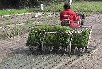 Rice Transplanter