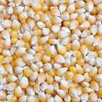 Yellow Maize,agro Seeds