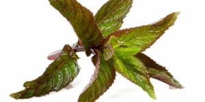 Peppermint Oil