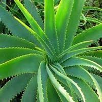 Aloe Barbadensis
