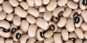 Organic Cowpea
