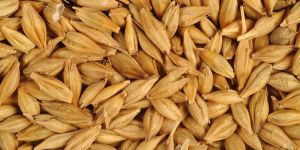 Barley Seeds