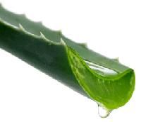Aloe Vera Leafs