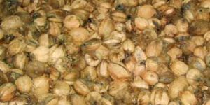 Bhagar Item Code : Cks-c-01 Fresh Coconuts