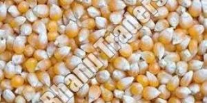 Maize Seeds