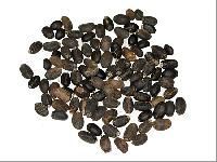 Jatropha Seeds