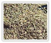 Fennel