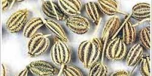 Ajowan Oil