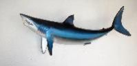 Shark Fish