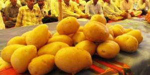 Seed Potatoes - Cadaloo