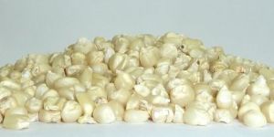 White Corn