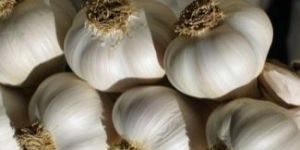 Fresh White Garlic