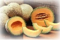 Muskmelon
