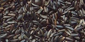 Niger Seeds