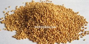 Yellow Millet