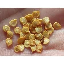Capsicum Seeds