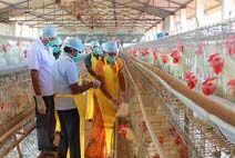 Poultry Feed Supplements