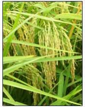 Hybrid Paddy Seeds