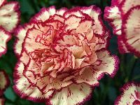 Carnation