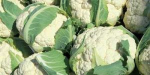 Cauliflowers