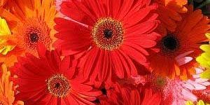 Fresh Gerberas