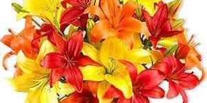 Fresh Liliums