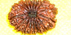 16 Mukhi Rudraksha, 16 Face Rudraksha